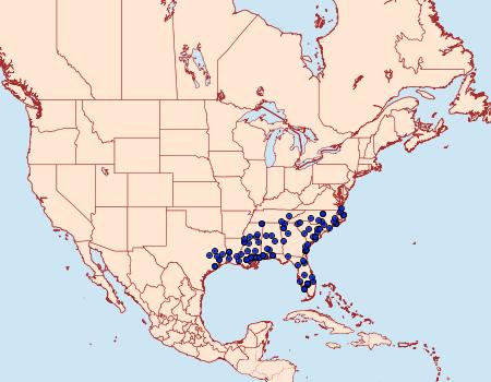 Distribution Data for Cossula magnifica