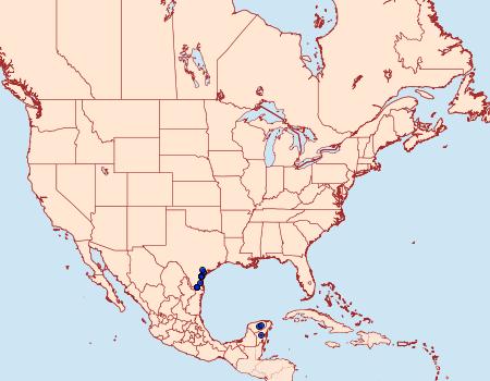 Distribution Data for Brypoctia ramosa