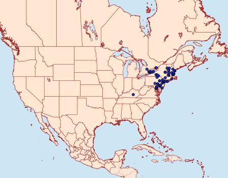 Distribution Data for Zeuzera pyrina