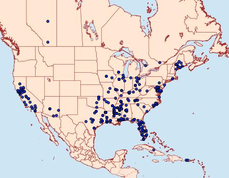 Distribution Data for Bactra verutana