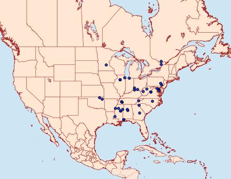 Distribution Data for Oenoe hybromella