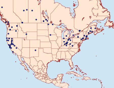 Distribution Data for Hedya ochroleucana