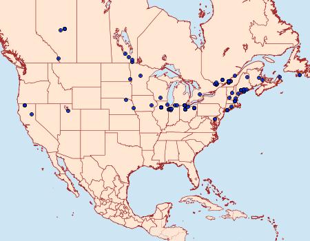 Distribution Data for Evora hemidesma