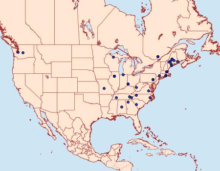 Distribution Data for Homosetia costisignella