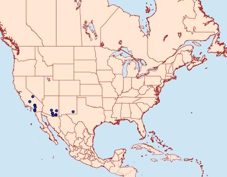 Distribution Data for Xylesthia albicans