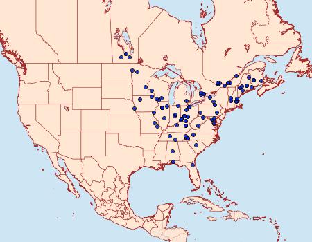 Distribution Data for Epiblema carolinana