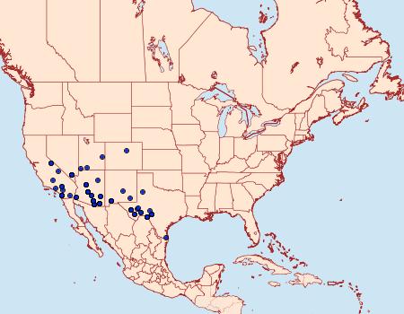 Distribution Data for Dyotopasta yumaella