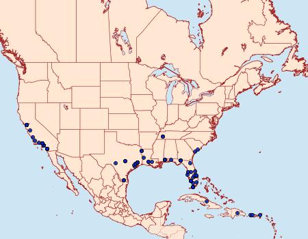 Distribution Data for Crocidosema plebejana