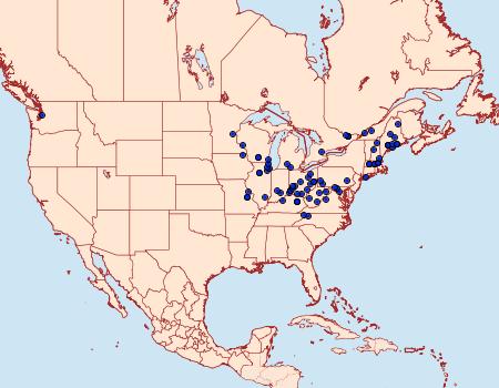 Distribution Data for Dichrorampha bittana