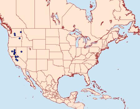 Distribution Data for Dichrorampha radicicolana