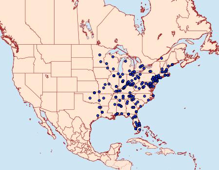 Distribution Data for Gymnandrosoma punctidiscanum