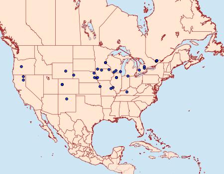 Distribution Data for Diedra cockerellana