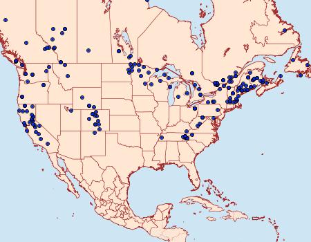 Distribution Data for Clepsis persicana