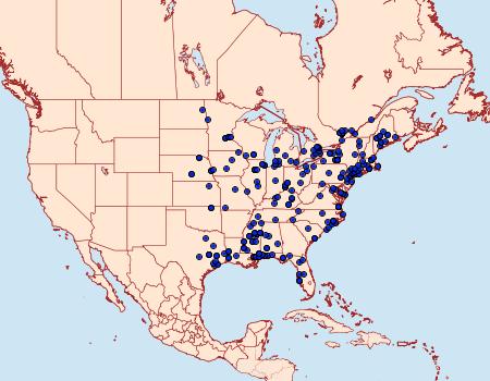 Distribution Data for Cenopis diluticostana