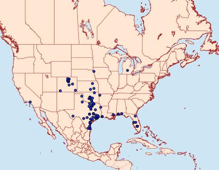 Distribution Data for Platynota nigrocervina