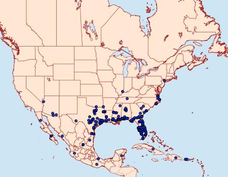 Distribution Data for Platynota rostrana