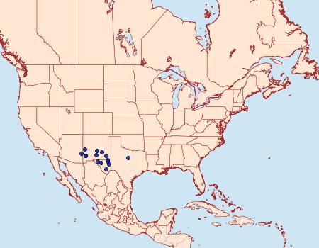 Distribution Data for Synalocha gutierreziae