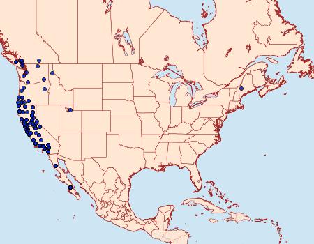 Distribution Data for Amorbia cuneanum