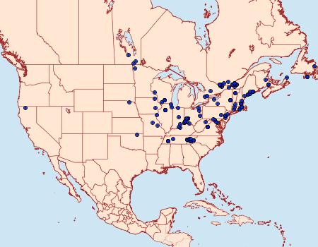 Distribution Data for Cochylichroa hoffmanana