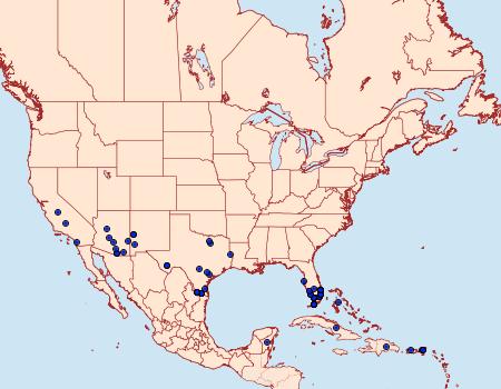 Distribution Data for Polygonus leo