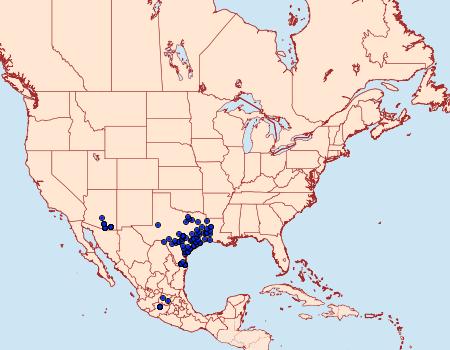 Distribution Data for Chioides albofasciatus