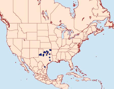 Distribution Data for Cogia outis