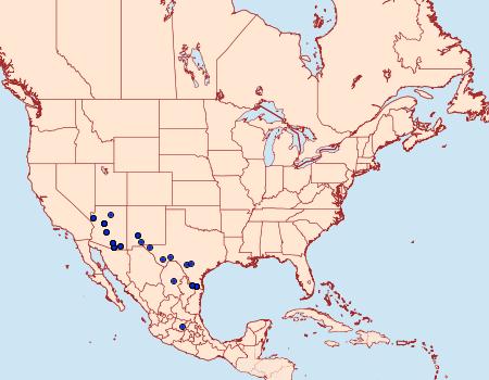 Distribution Data for Staphylus ceos