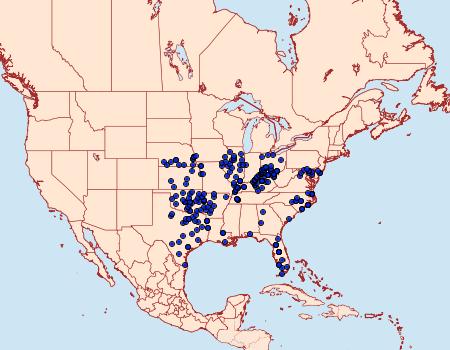 Distribution Data for Staphylus hayhurstii