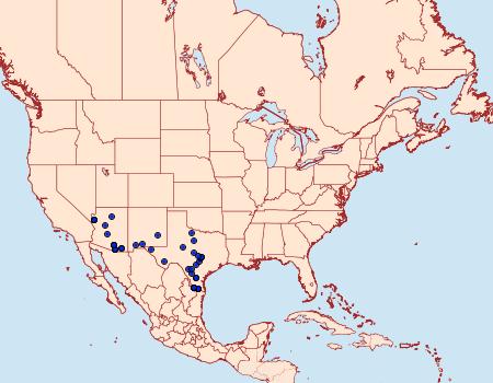 Distribution Data for Celotes nessus