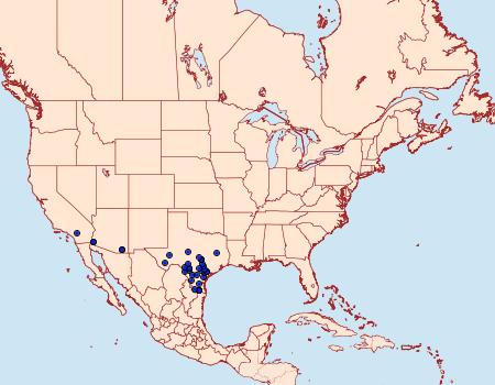 Distribution Data for Nastra julia