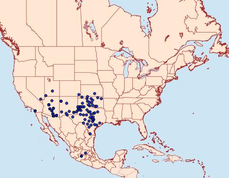 Distribution Data for Copaeodes aurantiaca