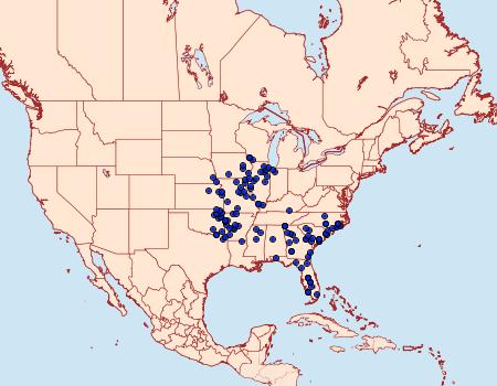 Distribution Data for Problema byssus