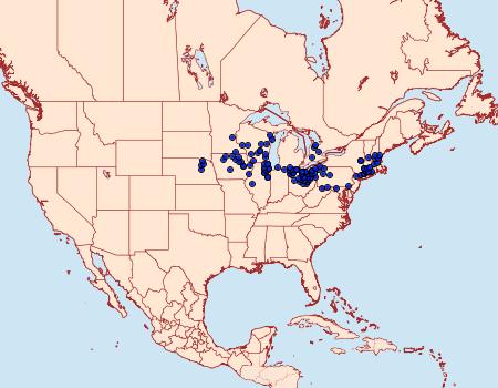 Distribution Data for Euphyes conspicua