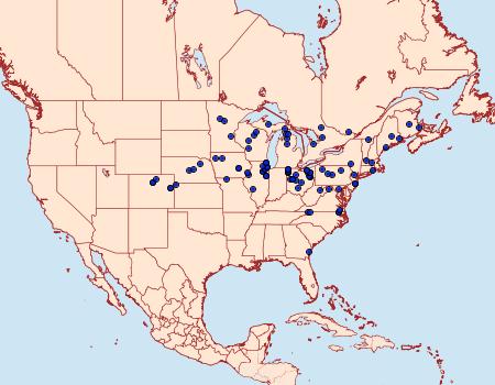 Distribution Data for Euphyes bimacula