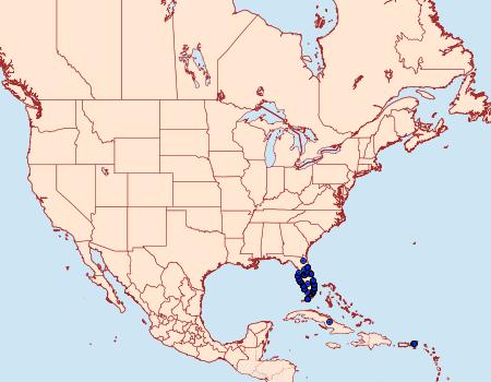 Distribution Data for Choranthus capucinus