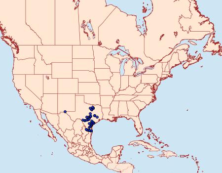 Distribution Data for Amblyscirtes celia