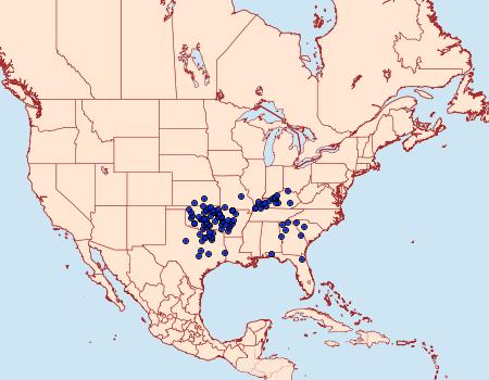 Distribution Data for Amblyscirtes belli