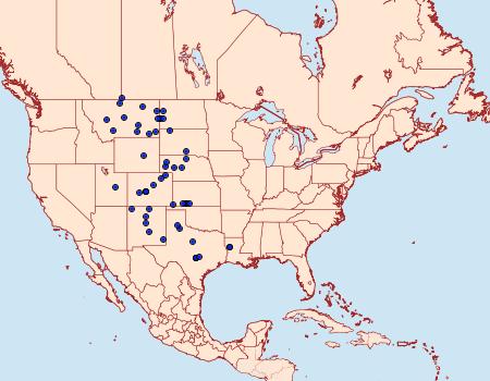 Distribution Data for Megathymus streckeri