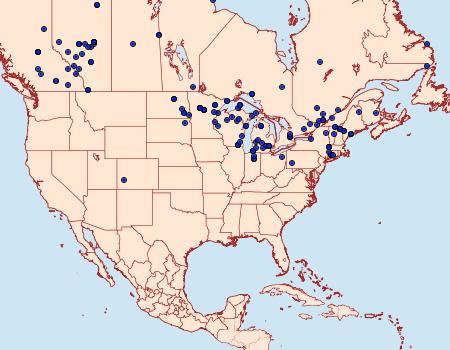 Distribution Data for Pieris oleracea