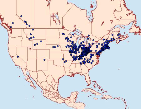 Distribution Data for Lycaena hypophlaeas