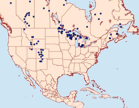 Distribution Data for Tharsalea dorcas