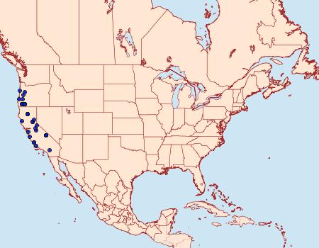 Distribution Data for Habrodais grunus