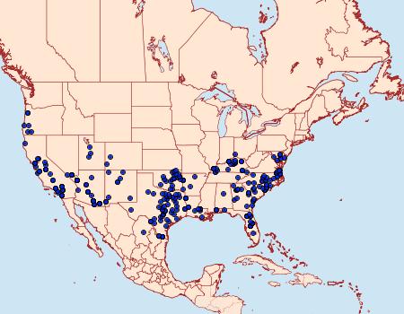 Distribution Data for Atlides halesus