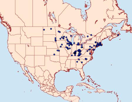 Distribution Data for Satyrium edwardsii