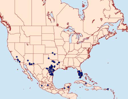 Distribution Data for Strymon istapa