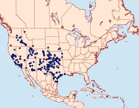 Distribution Data for Brephidium exilis