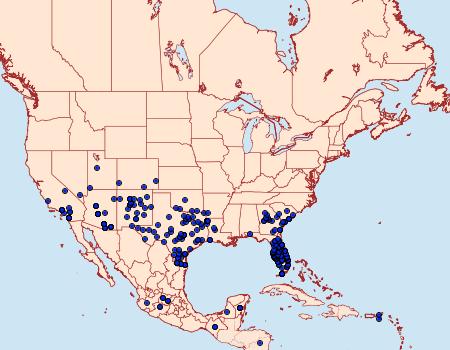 Distribution Data for Hemiargus ceraunus