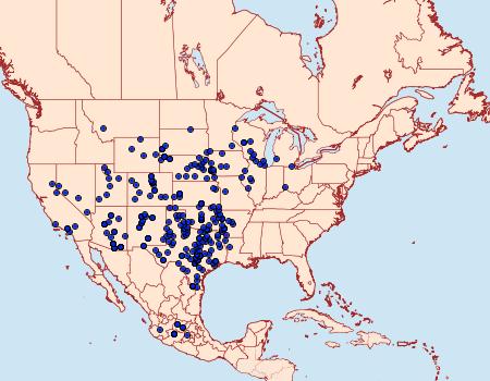 Distribution Data for Echinargus isola