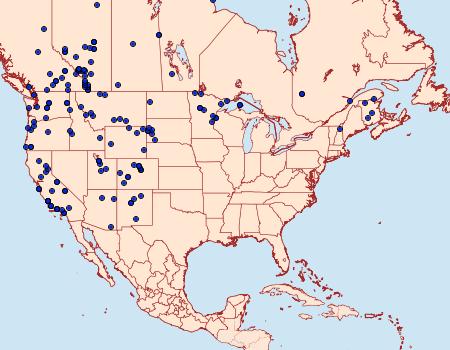 Distribution Data for Cupido amyntula