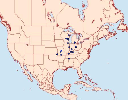 Distribution Data for Calephelis muticum